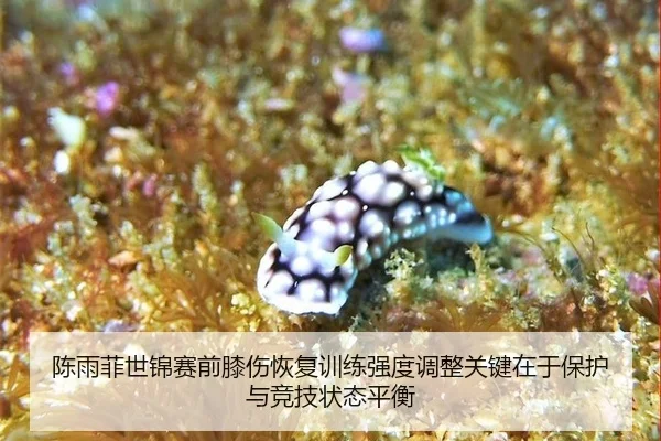 chen-yu-fei-shi-jin-sai-qian-xi-shang-hui-fu-xun-lian-qiang-du-tiao-zheng-guan-jian-zai-yu-bao-hu-yu-jing-ji-zhuang-tai-3-329.jpg
